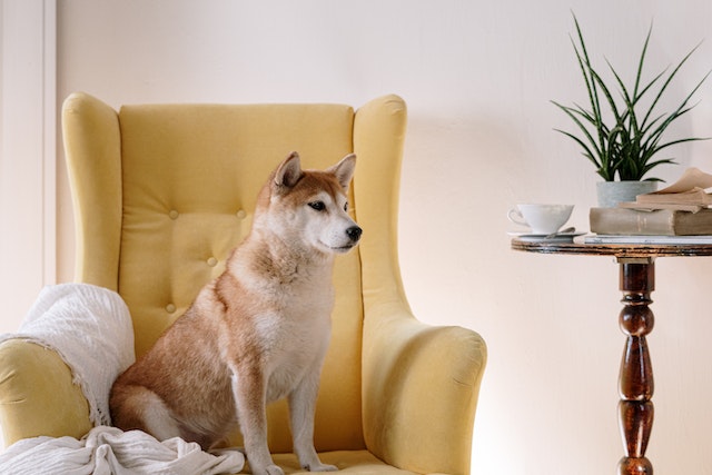 dog sitting on chair